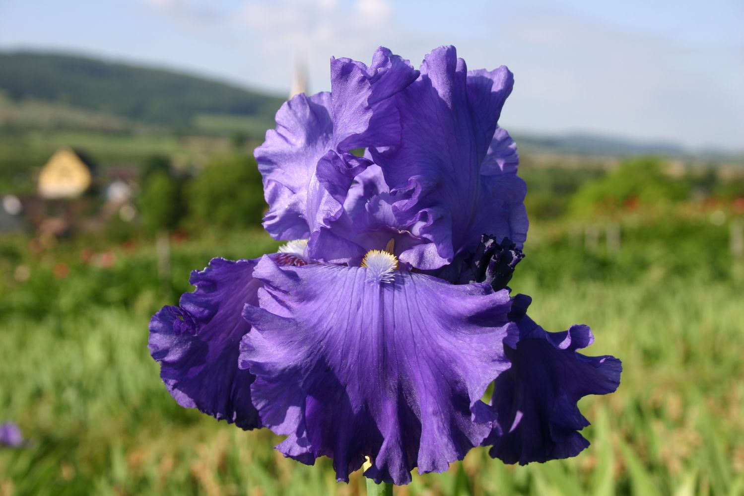 Iris Barbata-Elatior 'Blenheim Royal' Hohe Bartschwertlilie
