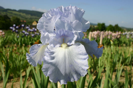 Iris Barbata-Elatior 'Blue Reflection' Hohe Bartschwertlilie