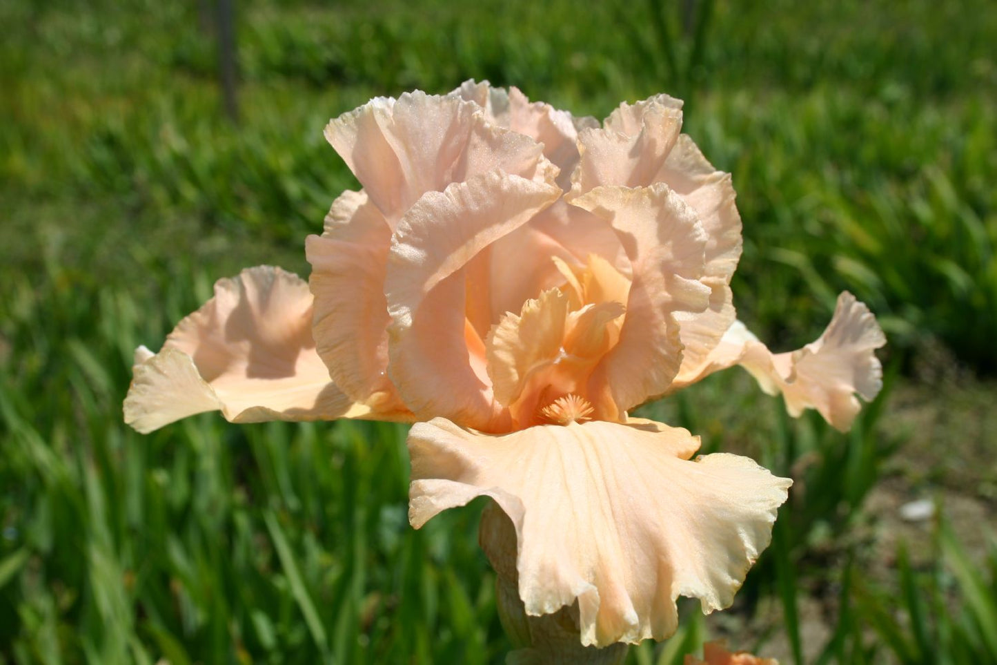Iris Barbata-Elatior 'Buisson de Roses' Hohe Bartschwertlilie