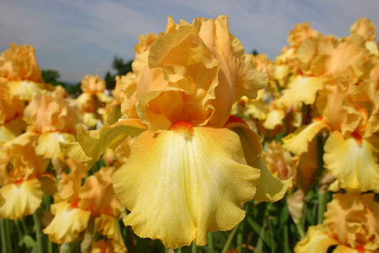 Iris Barbata-Elatior 'Cityscape' Hohe Bartschwertlilie