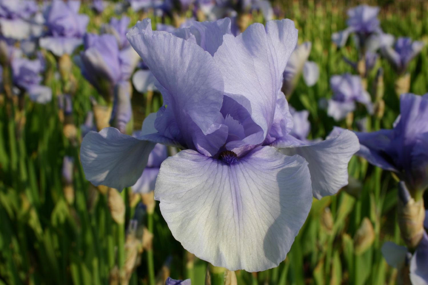 Iris Barbata-Elatior 'Codicil' Hohe Bartschwertlilie