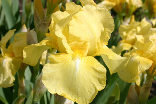 Iris Barbata-Media 'Curlew' Mittelhohe Bartschwertlilie