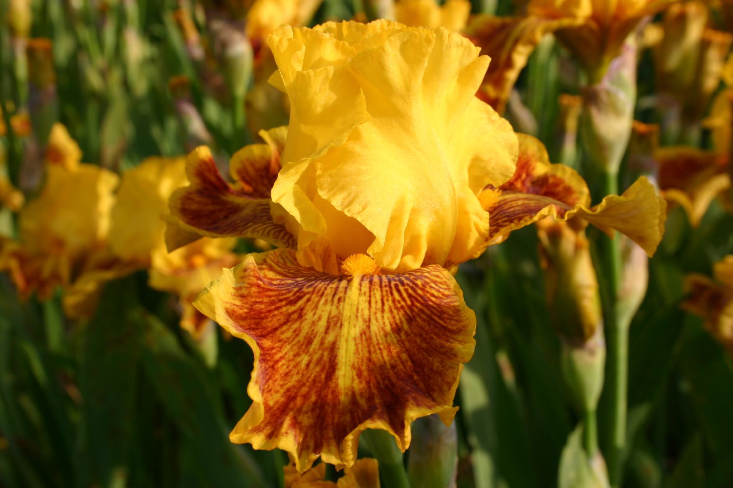Iris Barbata-Elatior 'Dazzling Gold' Hohe Bartschwertlilie