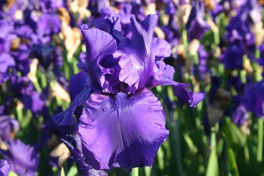 Iris Barbata-Elatior 'Dusky Challenger' Hohe Bartschwertlilie