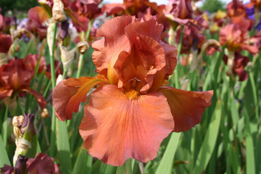 Iris Barbata-Elatior 'Dutch Chocolate' Hohe Bartschwertlilie
