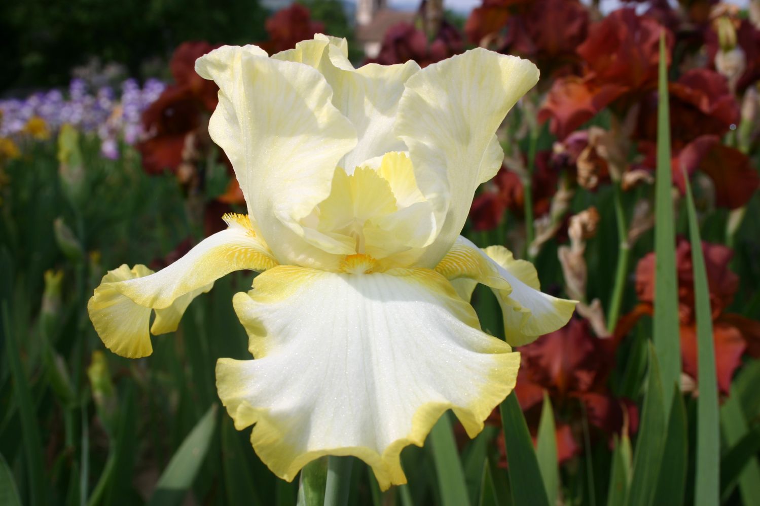 Iris Barbata-Elatior 'Eastertime' Hohe Bartschwertlilie