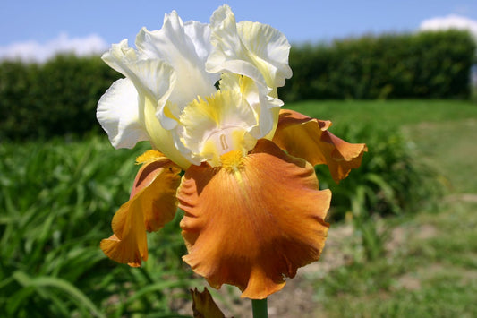 Iris Barbata-Elatior 'Fall Fiesta' Hohe Bartschwertlilie