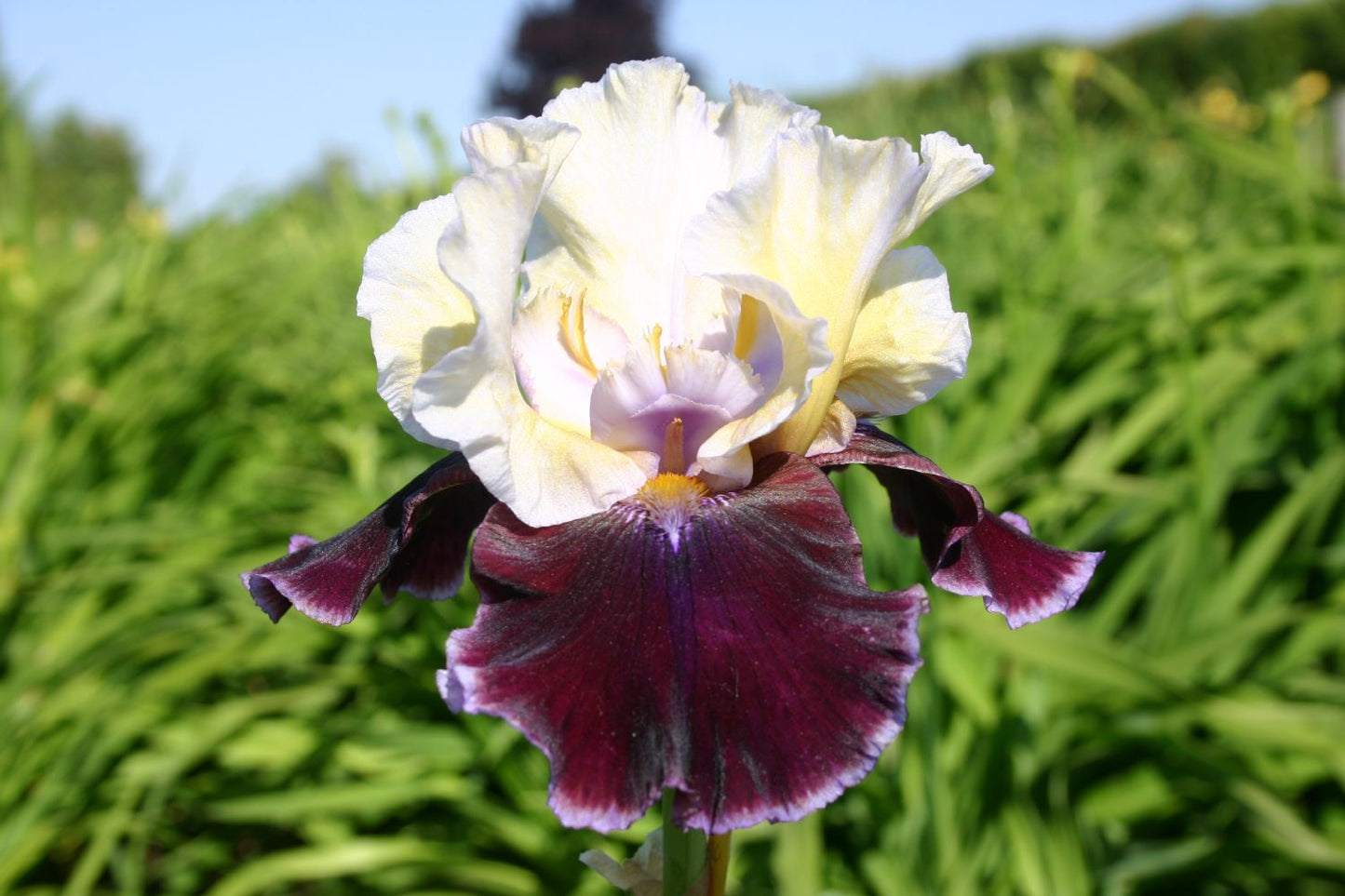 Iris Barbata-Elatior 'Finalist' Hohe Bartschwertlilie