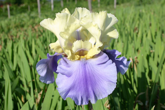 Iris Barbata-Elatior 'Haut les Voiles' Hohe Bartschwertlilie