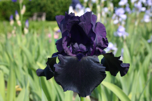 Iris Barbata-Elatior 'Hello Darkness' Hohe Bartschwertlilie