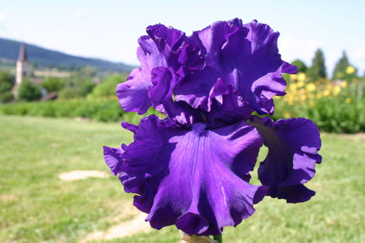 Iris Barbata-Elatior 'High Stakes' Hohe Bartschwertlilie