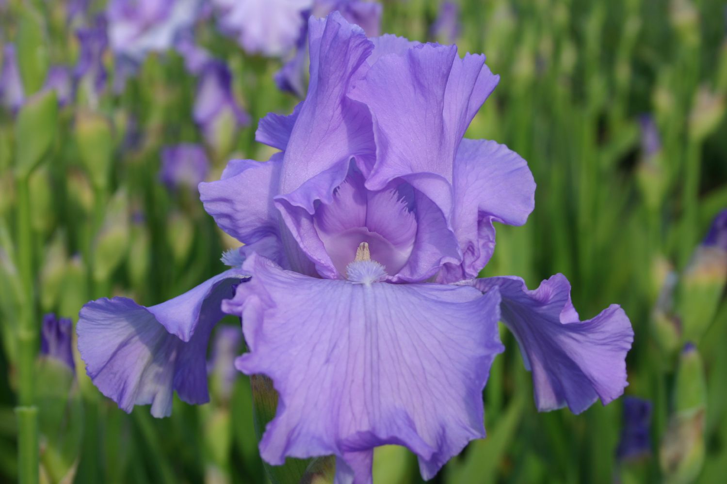 Iris Barbata-Elatior 'Mary Frances' Hohe Bartschwertlilie