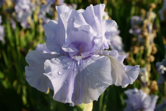 Iris Barbata-Elatior 'Maui Surf' Hohe Bartschwertlilie