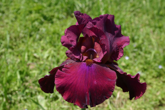 Iris Barbata-Elatior 'Merlot' Hohe Bartschwertlilie