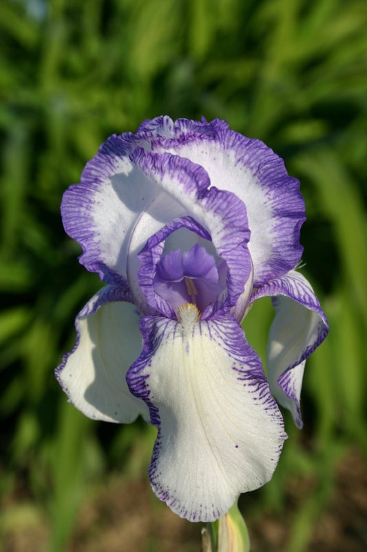 Iris Barbata-Elatior 'Mme. Chéreau' Hohe Bartschwertlilie
