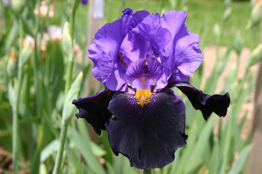 Iris Barbata-Elatior 'Mystérieux' Hohe Bartschwertlilie