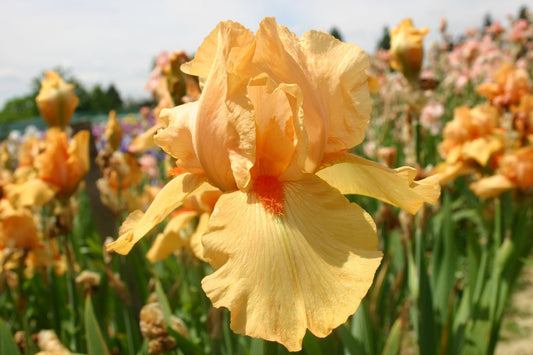 Iris Barbata-Elatior 'Piroska' Hohe Bartschwertlilie