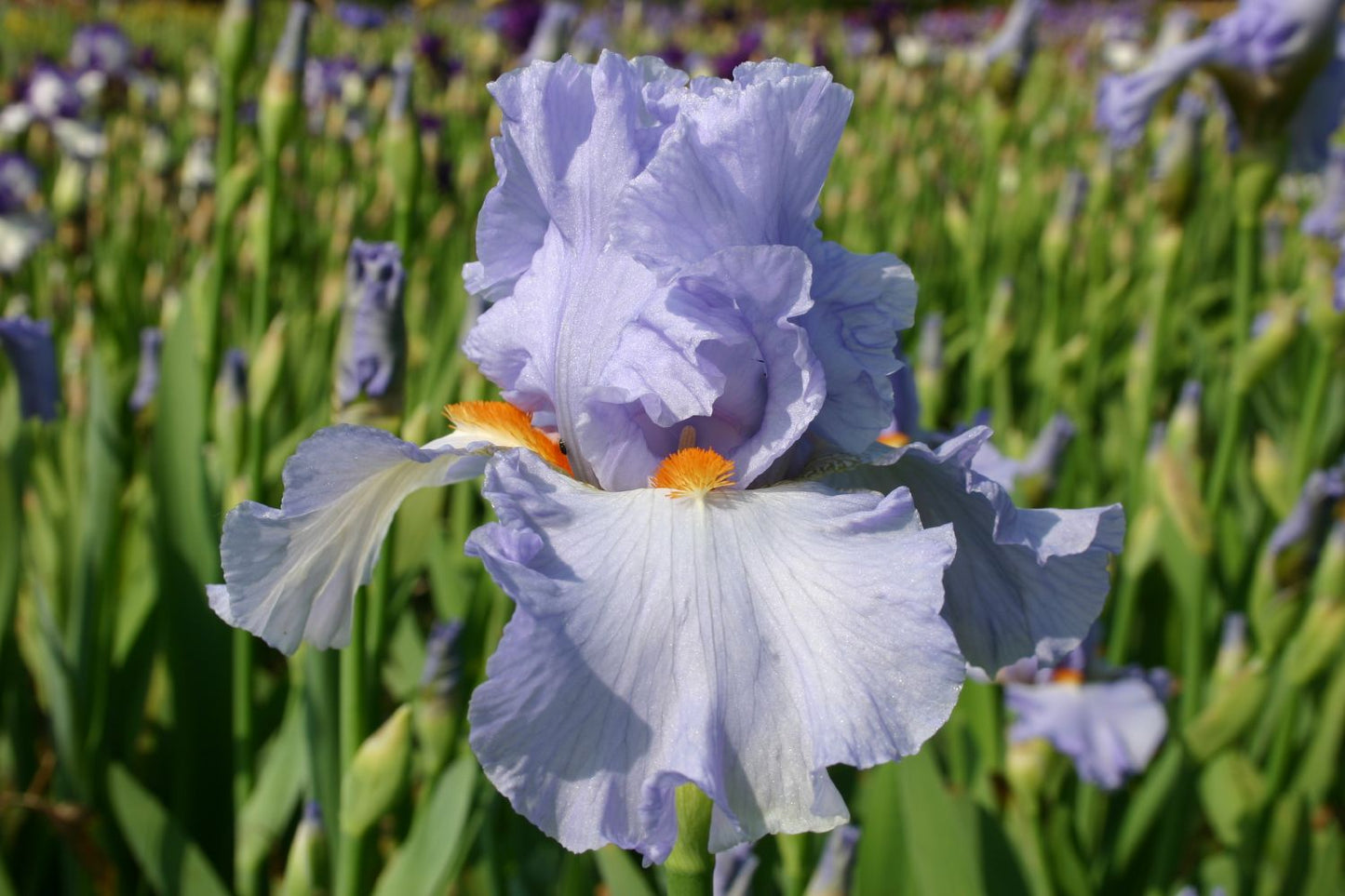 Iris Barbata-Elatior 'Princesse Carol. de Monaco' Hohe Bartschwertlilie