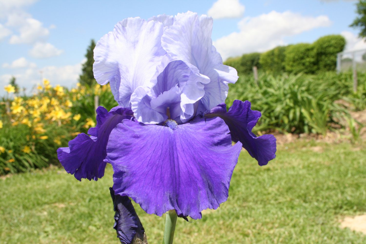 Iris Barbata-Elatior 'Proud Tradition' Hohe Bartschwertlilie