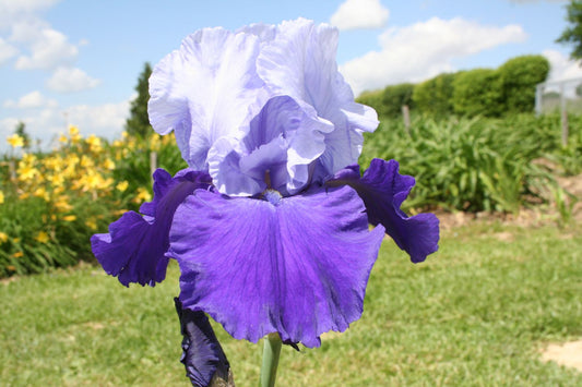 Iris Barbata-Elatior 'Proud Tradition' Hohe Bartschwertlilie