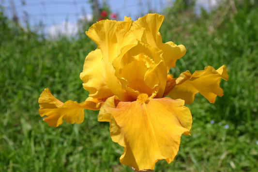 Iris Barbata-Elatior 'Reflets Safran' Hohe Bartschwertlilie