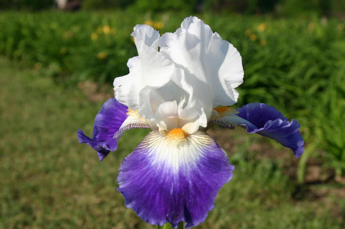 Iris Barbata-Elatior 'Ruban Bleu' Hohe Bartschwertlilie