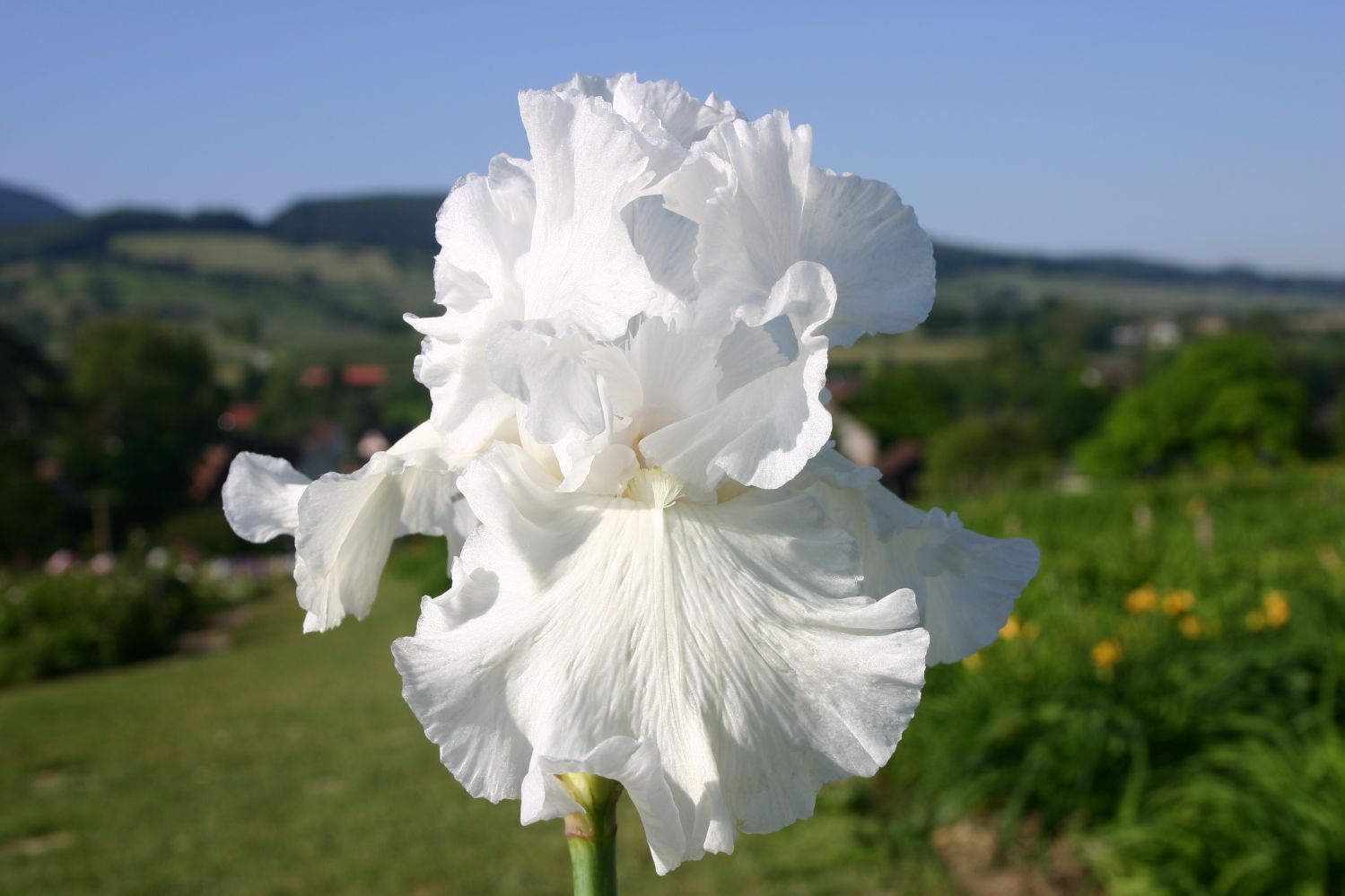 Iris Barbata-Elatior 'Skating Party' Hohe Bartschwertlilie