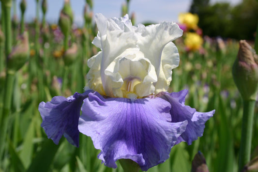 Iris Barbata-Elatior 'Stairway to Heaven' Hohe Bartschwertlilie