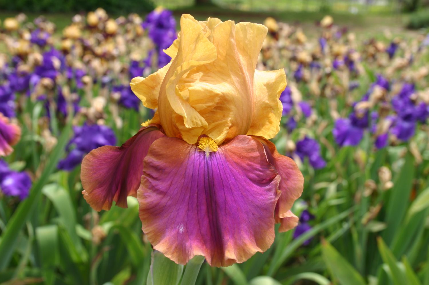 Iris Barbata-Elatior 'Syncopation' Hohe Bartschwertlilie