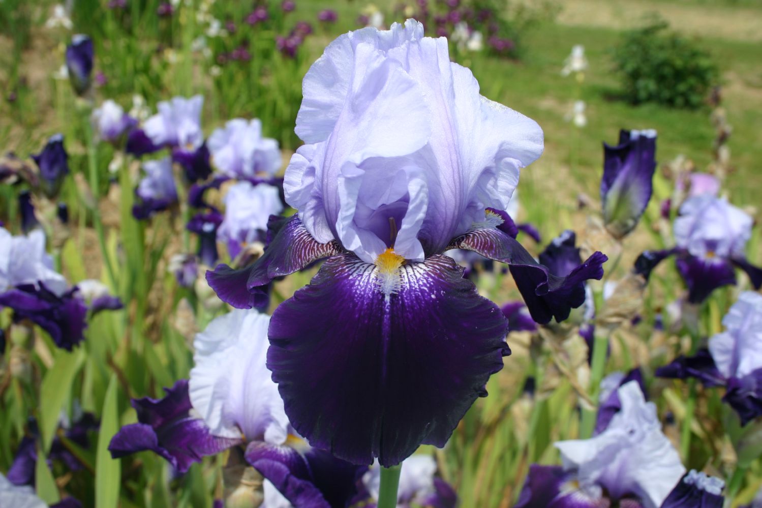 Iris Barbata-Elatior 'Tempting Fate' Hohe Bartschwertlilie