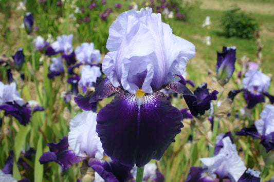 Iris Barbata-Elatior 'Tempting Fate' Hohe Bartschwertlilie