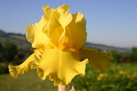 Iris Barbata-Elatior 'Tut's Gold' Hohe Bartschwertlilie