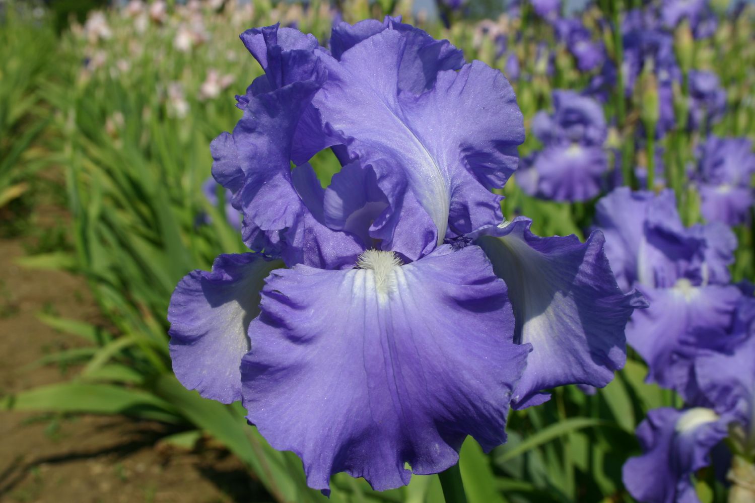 Iris Barbata-Elatior 'Victoria Falls' Hohe Bartschwertlilie