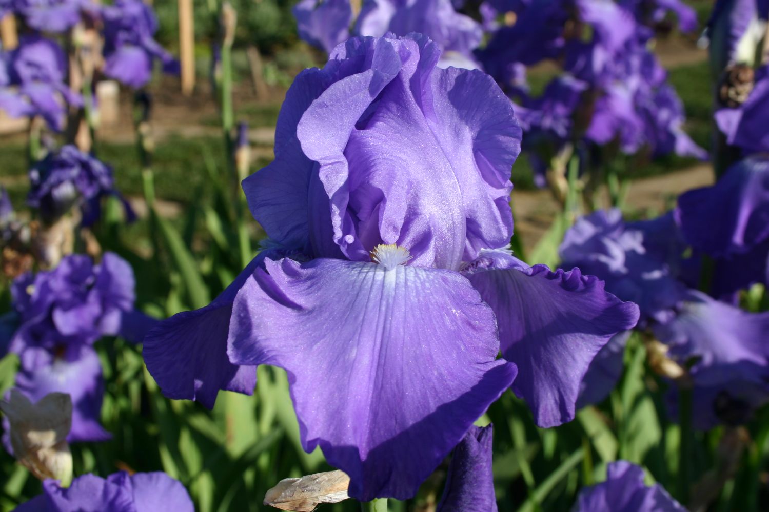 Iris Barbata-Elatior 'Violet Music' Hohe Bartschwertlilie