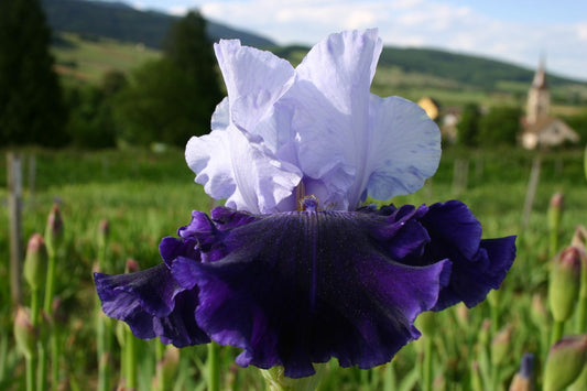 Iris Barbata-Elatior 'World Premier' Hohe Bartschwertlilie