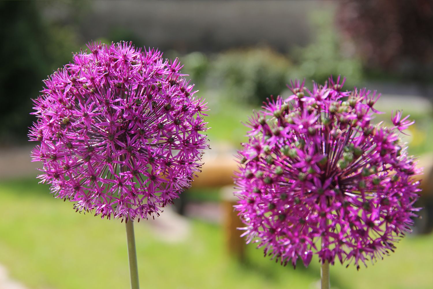 Allium 'Purple Sensation' Kugellauch | Zierlauch