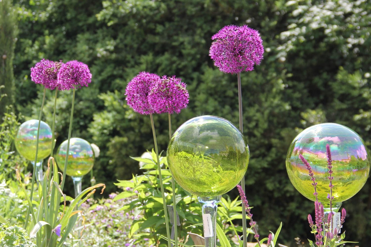 Allium 'Purple Sensation' (Kugellauch | Zierlauch)