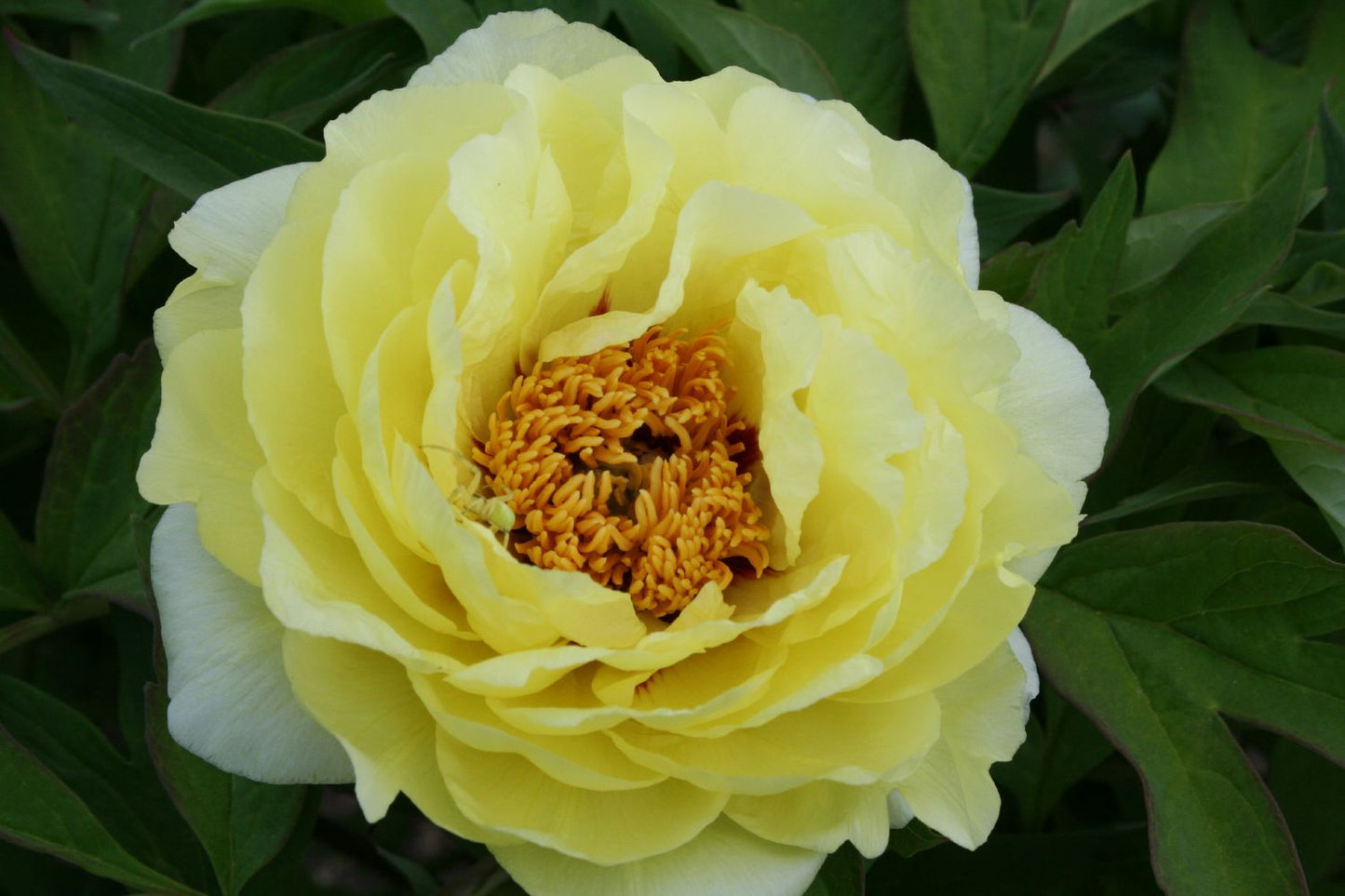 Paeonia Lutea-Hybr. 'High Noon' Strauchpfingstrose