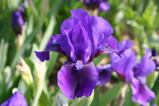 Iris Barbata-Nana 'Adrienne Taylor' Zwergschwertlilie