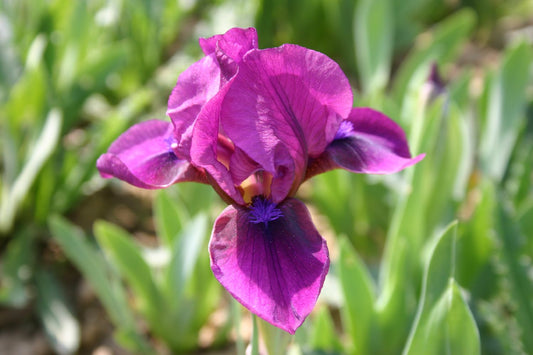 Iris Barbata-Nana 'Bembes' Zwergschwertlilie