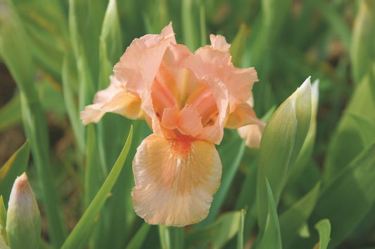 Iris Barbata-Nana 'Bright Vision' Zwergiris