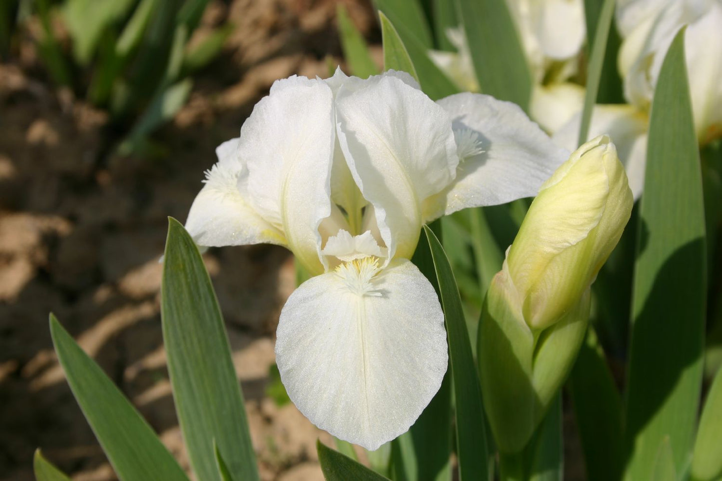 Iris Barbata-Nana 'Chalk Mark' Zwergschwertlilie