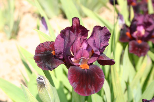 Iris Barbata-Nana 'Minidragon' Zwergschwertlilie