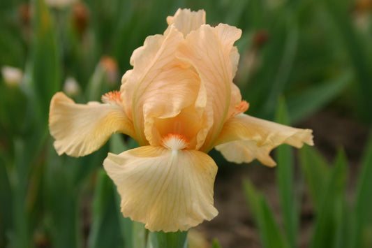Iris Barbata-Nana 'Tickled Peach' Zwergschwertlilie