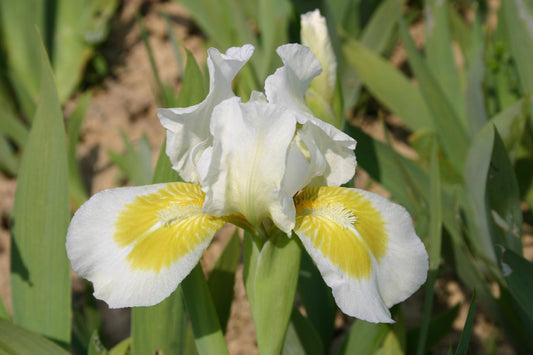 Iris Barbata-Nana 'Crystal Bright' Zwergschwertlilie