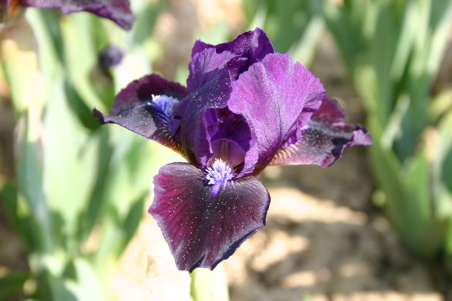 Iris Barbata-Nana 'Dark Vader' Zwergschwertlilie