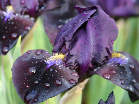 Iris Barbata-Nana 'Demon' Zwergschwertlilie