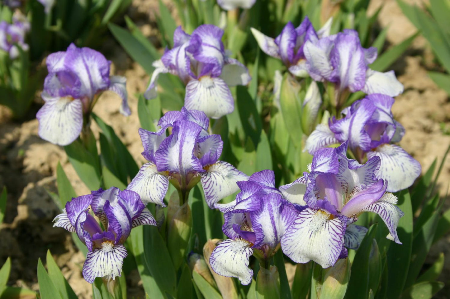 Iris Barbata-Nana 'Dunlin' Zwergschwertlilie