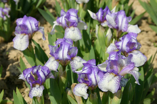 Iris Barbata-Nana 'Dunlin' Zwergschwertlilie