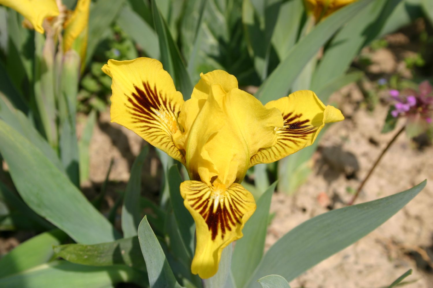 Iris Barbata-Nana 'Eyebright' Zwergschwertlilie